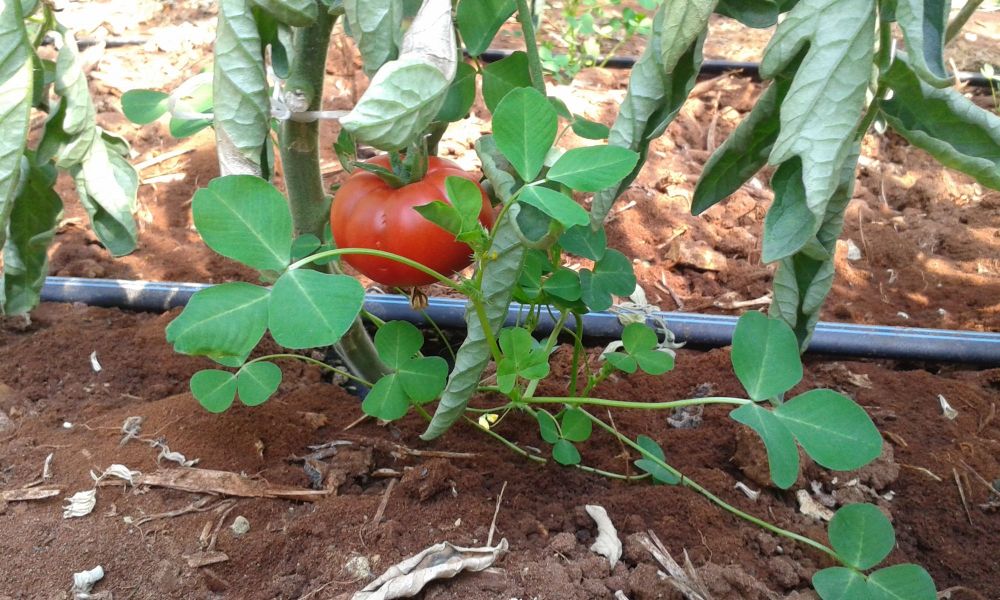 Impianto d'irrigazione a goccia su pomodoro in serra a Pachino